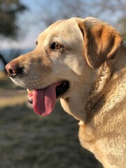 Labrador dog panting on a sunny day outdoors