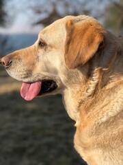 Labrador dog panting on a sunny day outdoors