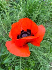 poppy