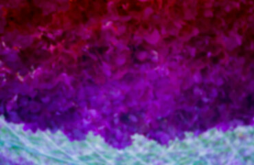 Blurred images. Beautiful orchid flowers that are decorated in t