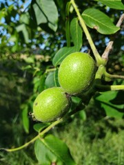 Unripe Walnuts on a Tree Branch