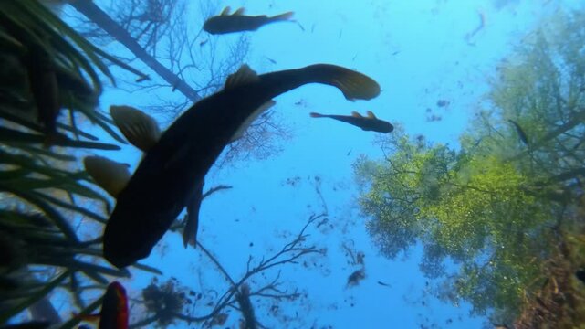 The unique underwater angle shows the silhouettes of the fish against the sky, the surface of the water and the boy feeding them from above.