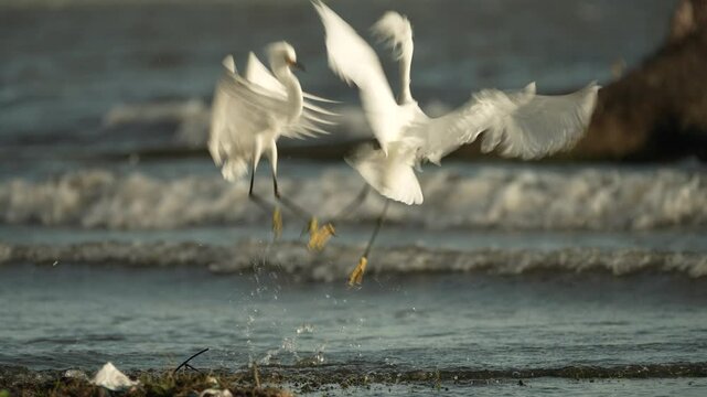 Two snowy egrets gracefully navigate the waters at Lake Granada in Nicaragua. This tropical paradise showcases the beauty of wildlife in a serene setting.