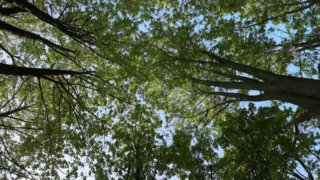  Green branches of trees against the background of the blue sky, the camera is spinning