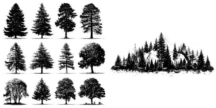 A modern white background features a forest of Christmas fir trees in silhouette, with a coniferous spruce panorama and a park of evergreen wood