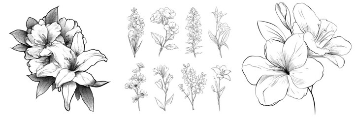 Fototapeta premium Contemporary outlines of blossoming plants, including rhododendron and lily, set against a white backdrop with a black hue