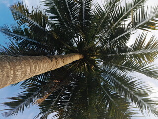 coconut tree and the sky background