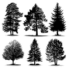 Coniferous spruce panorama featuring a set of black horizontal silhouettes of forest pine, spruce, and cedar treetops, all on a modern white background in EPS