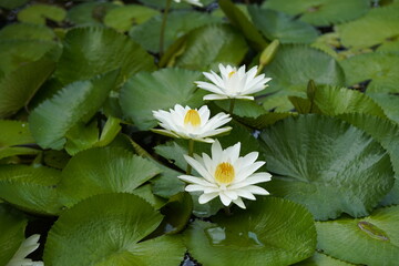 White Nymphaea is a genus of hardy and tender aquatic plants in the family Nymphaeaceae. Hanover Berggarten, Germany.
