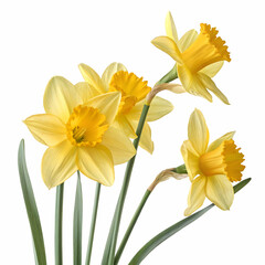 Fototapeta premium Yellow daffodils isolated on transparent background for floral decor springtime greeting cards and art 