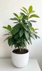 Fototapeta premium green plant in a pot