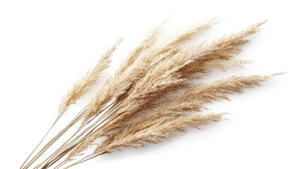 Dried pampas grass, top view