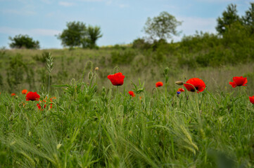 Bright red poppy flowers blossom amidst tall green grass in a tranquil field, showcasing nature's beauty on a sunny day