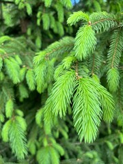 green pine needles