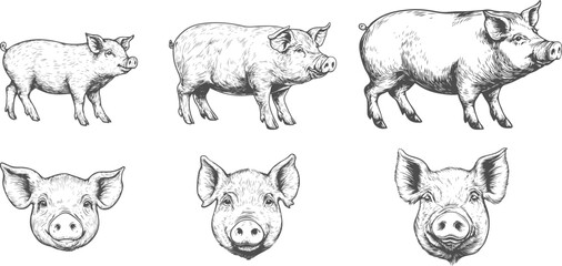 Obraz premium Set illustrations of pig isolated on transparent background. Vector graphics