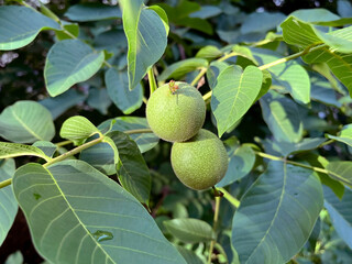 Two Green Walnuts Hanging on a Tree Branch