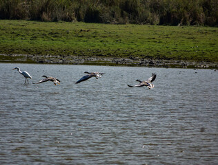 Bar headed goose flying over a lake in Kaziranga.