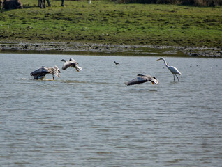 Bar headed goose flying over a lake in Kaziranga.