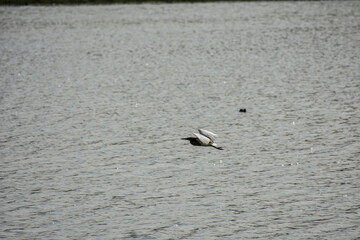 Bar headed goose flying over a lake in Kaziranga.
