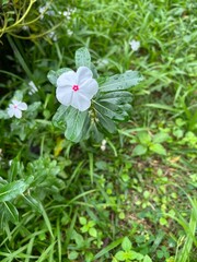 Vinca de madagascar branca