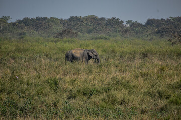 A wild elephant in a grassland.