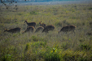 A group of deer eating grass in Kaziranga.