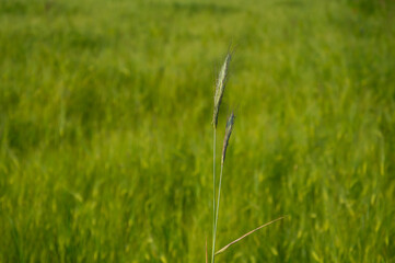 A close-up view of tall grass standing upright in a lush green field, lightly swaying under gentle breezes on a sunny afternoon