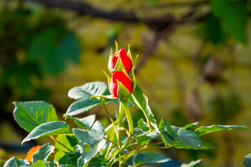 Bright red rose buds are set against a sunny yellow background, showcasing the beauty of spring in a garden setting
