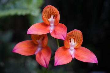 Disa orchid ,Maguete Kuttler, Orchidaceae family,Hanover – Berggarten, Germany.