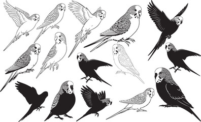 Budgerigar Silhouettes Vector Pack