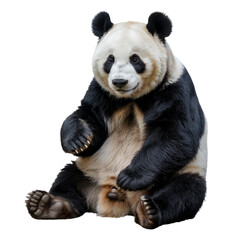 Fototapeta premium Adorable giant panda bear sitting isolated on zoo fur cute eyes white on transparent background
