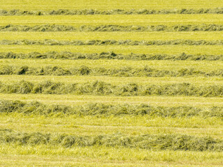 Fresh hay on field in summer
