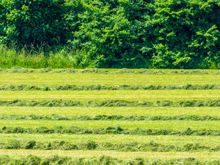 Fresh hay on field in summer