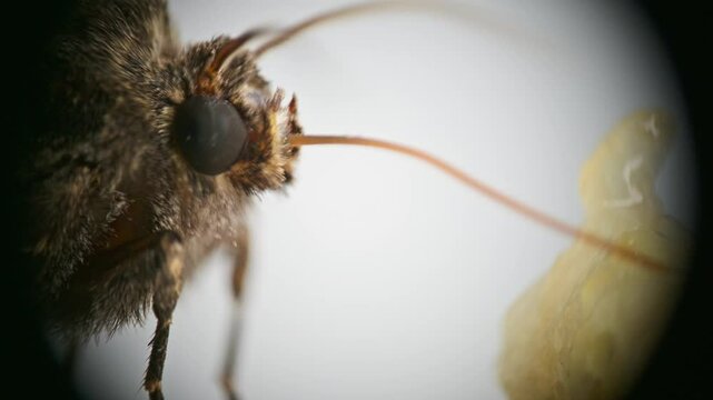 An extreme macro shot capturing a brown, fuzzy moth  eating banana, in sharp detail, showcasing its compound eyes, prominent antennae, and intricate wing patterns while it rests on a light surface.