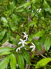 blossoming apple tree