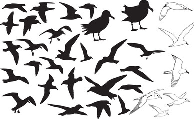 Petrel Silhouettes – Solid Black & Outline Vector Set