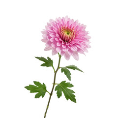 Single pink chrysanthemum flower stem isolated on transparent background