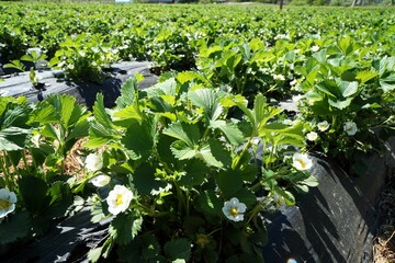 Beds of blooming strawberries in a field.