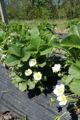 Beds of blooming strawberries in a field.