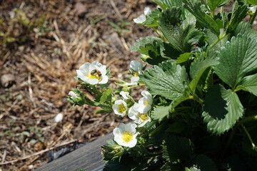 A bee flies over the strawberries and pollinates them.