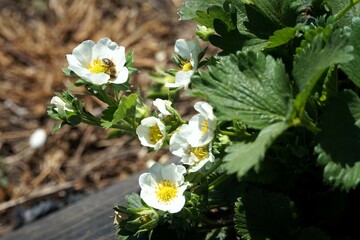A bee flies over the strawberries and pollinates them.