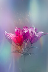 Beauty pink lilly flower in moonlight on blurred background