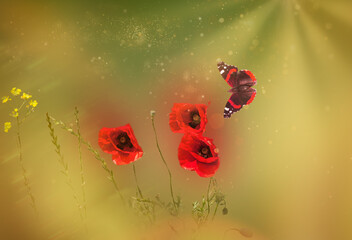 Red poppy flowers with beauty flying butterfly in sunlight