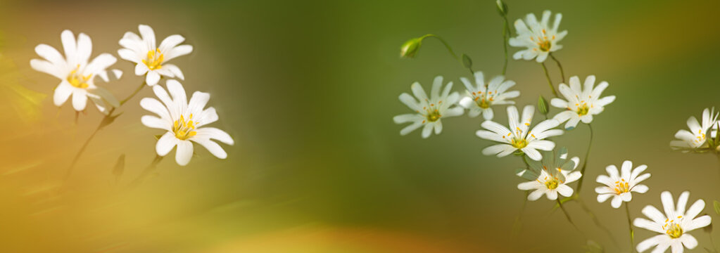 Natural background with white flowers in sunlight with beautiful bokeh. Copy space.