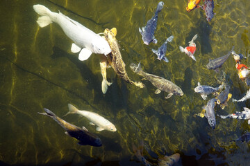 Decorative multi-coloured fish by the pond in the park.