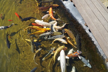 Decorative multi-coloured fish by the pond in the park.