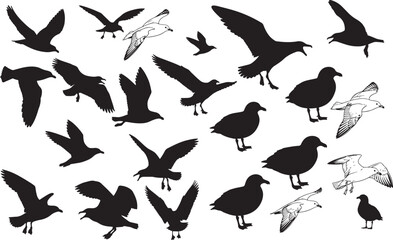Skua Silhouettes – Solid Black & Outline Vector Set