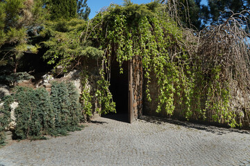 The entrance to the cellar covered in ivy and evergreens