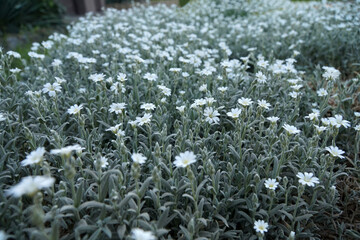 Background of flowering Silver trefoil (Cerastium argentea) in a flowerbed