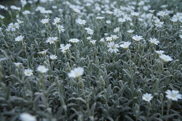 Background of flowering Silver trefoil (Cerastium argentea) in a flowerbed
